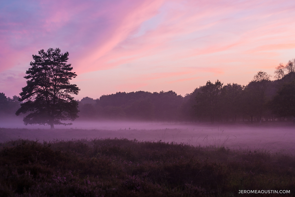 Heather Dream ⋅ Overberg, Netherlands ⋅ 2014